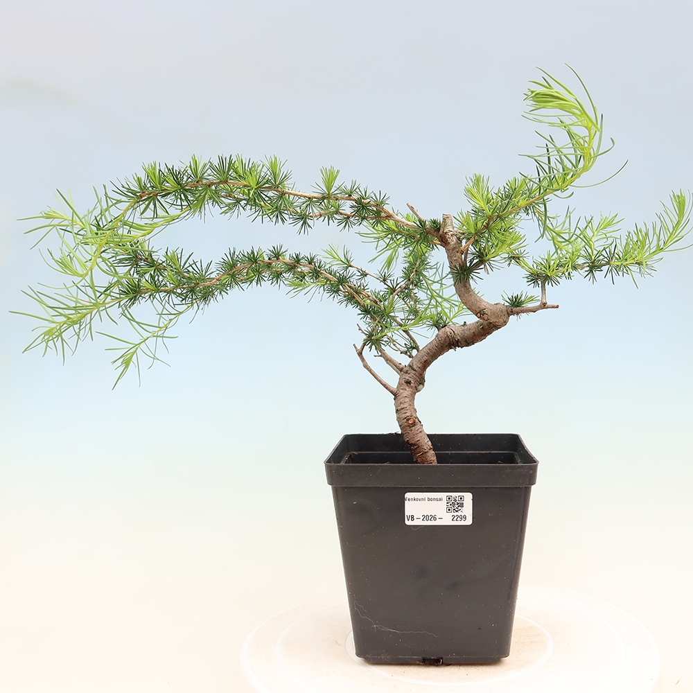 Bonsai für draußen -Larix decidua - Lärche
