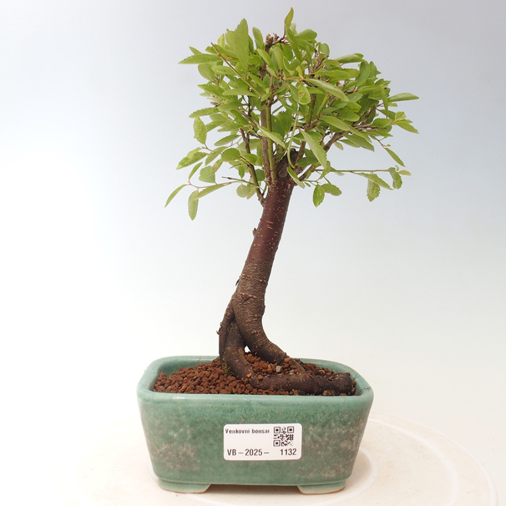 Bonsai für draußen - Prunus spinosa