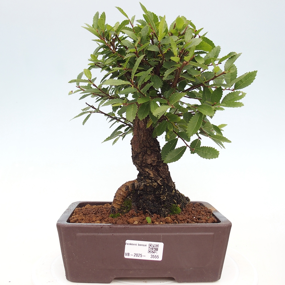 Bonsai für draußen - Zelkova - Zelkova NIRE