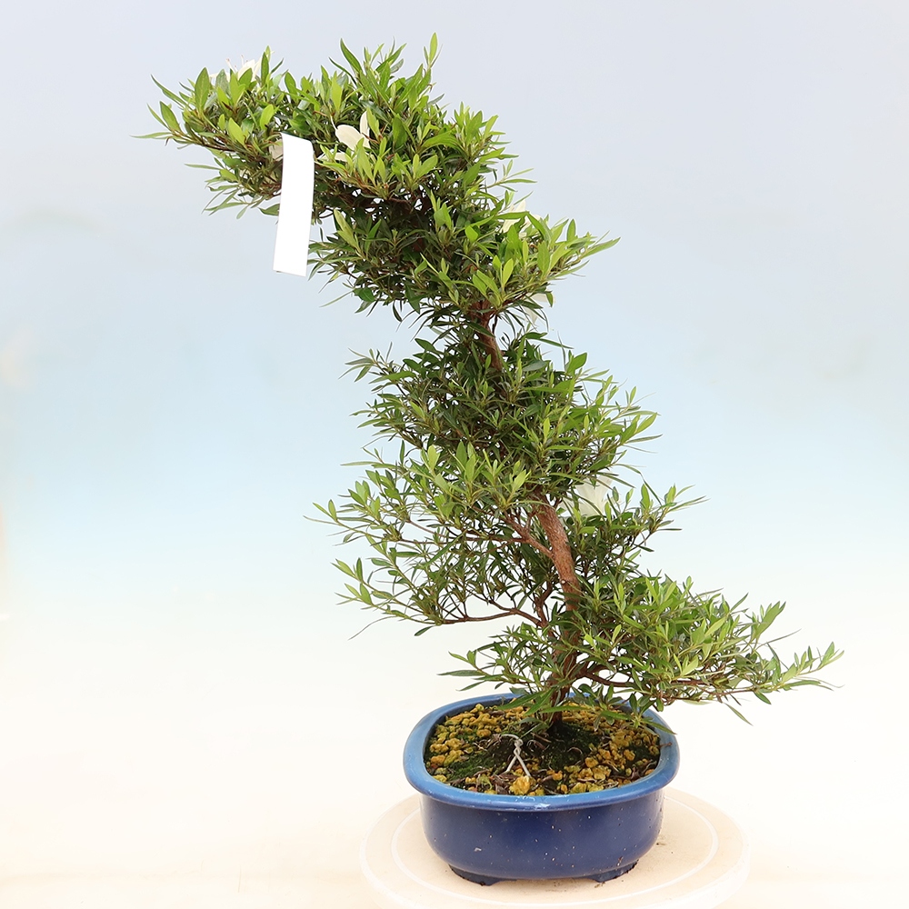 Bonsai für draußen - Japanische Azalee - Azalea Hakurin