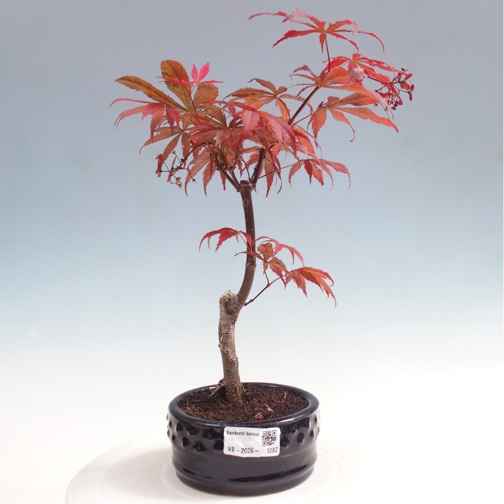 Bonsai für draußen - Acer-Palme. Atropurpureum-Javor palmate