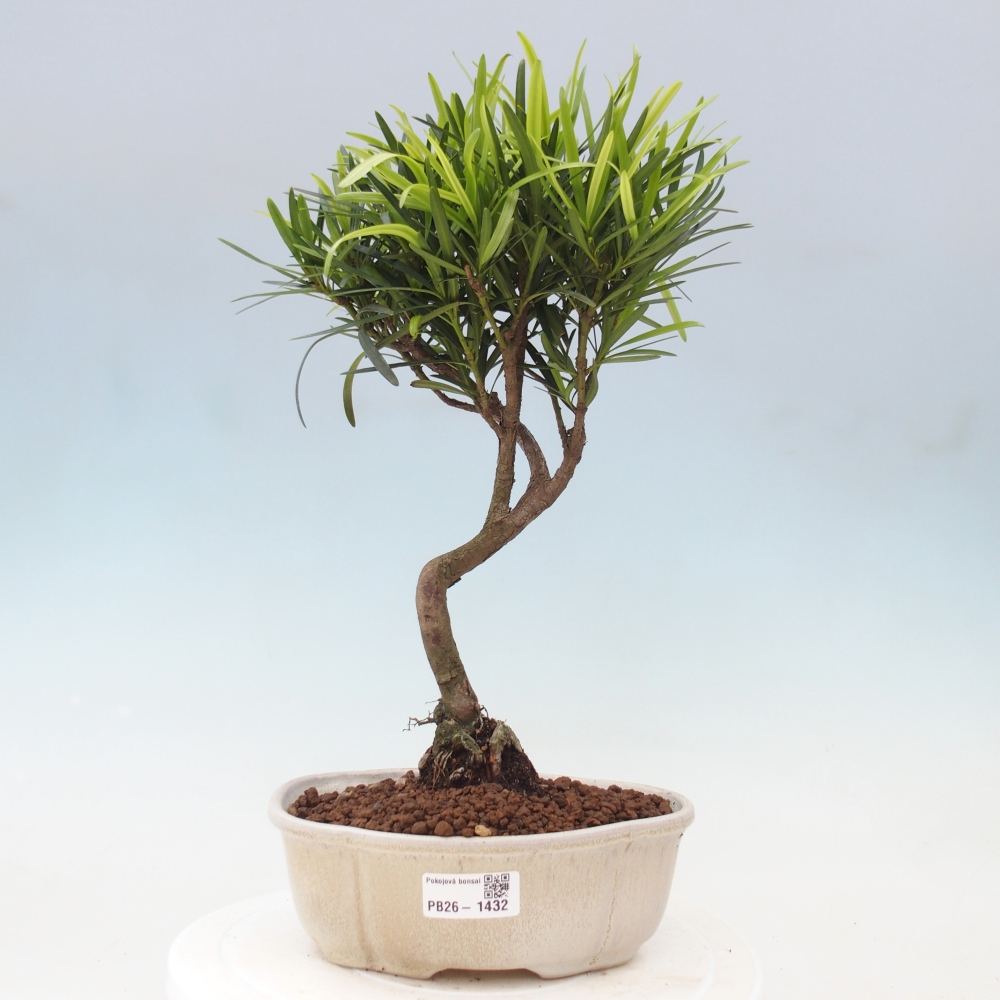 Zimmerbonsai - Podocarpus - Stein-Eibe