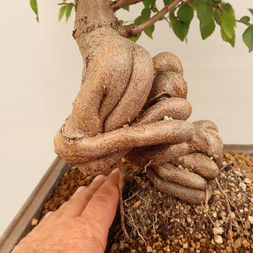 Bonsai für draußen - Karpinus Coreana - Koreanische Hainbuche