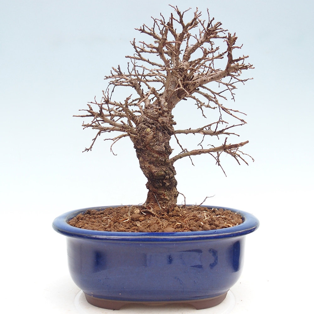 Bonsai für draußen - Zelkova - Zelkova NIRE