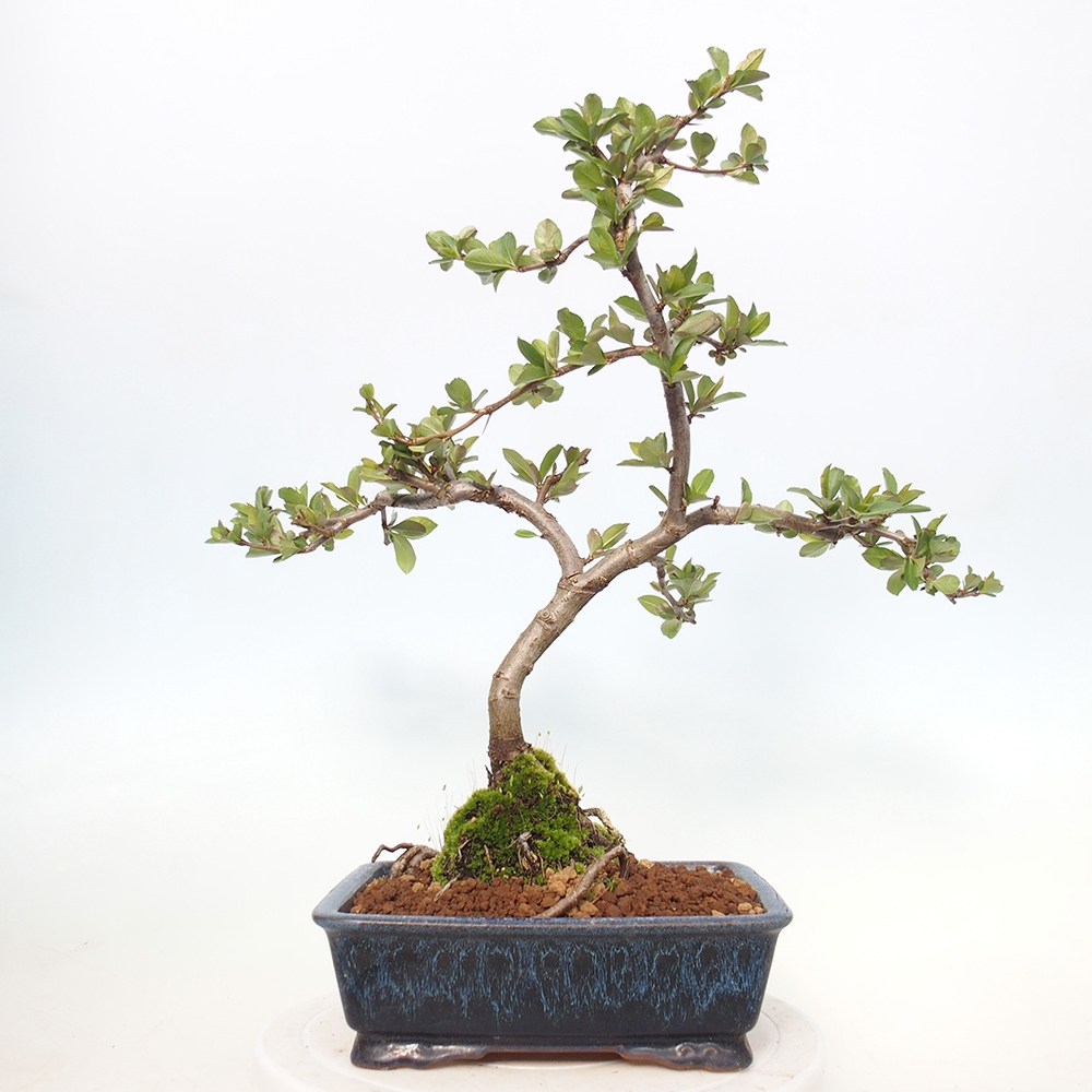 Bonsai für draußen - Chaneomeles sup. Nicoline - Quitte