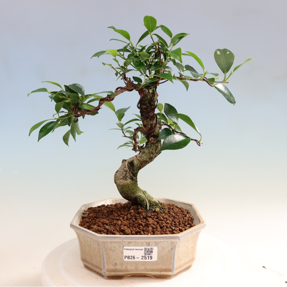 Zimmerbonsai - Ficus retusa - Kleinblättriger Ficus