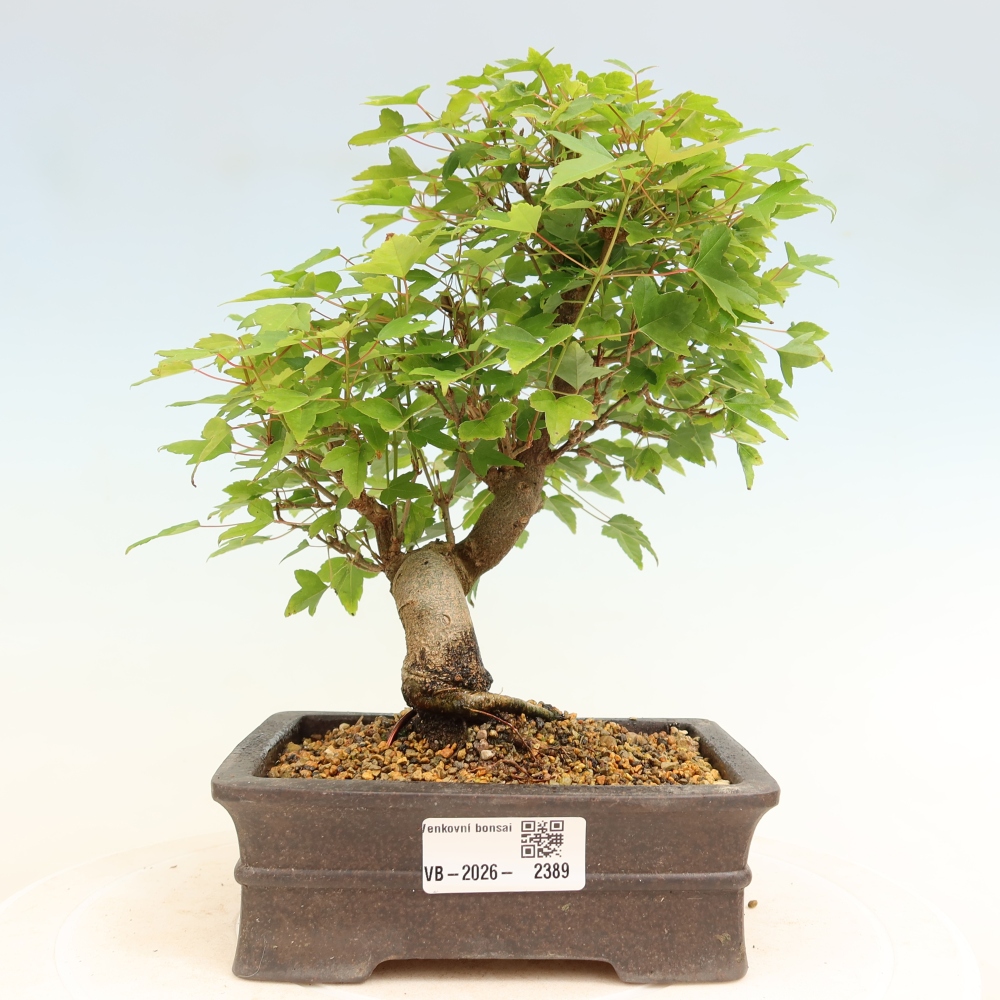 Bonsai für draußen - Ahorn Burger - Acer Burgerianum