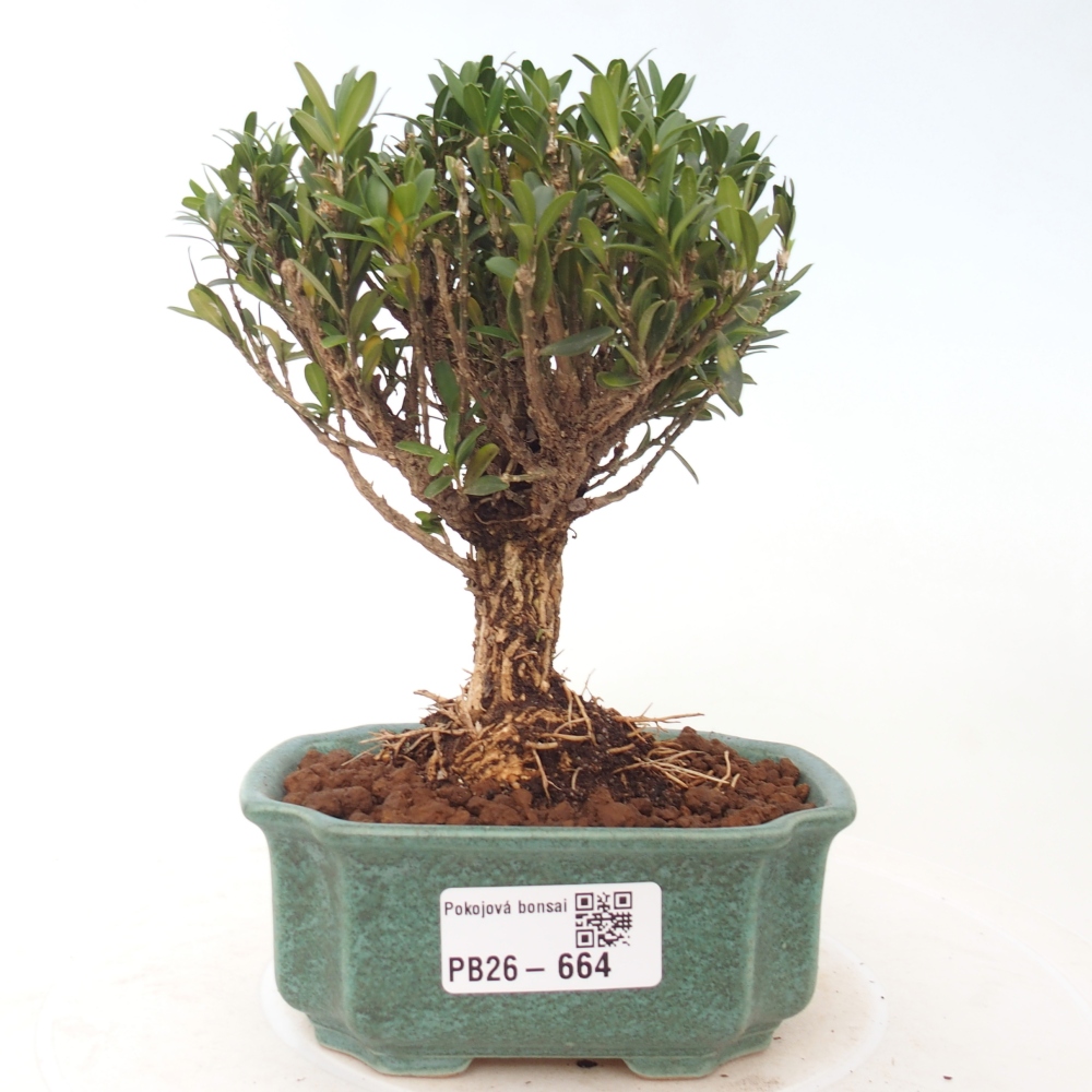 Zimmer Bonsai - Buxus harlandii - Korkbuxus