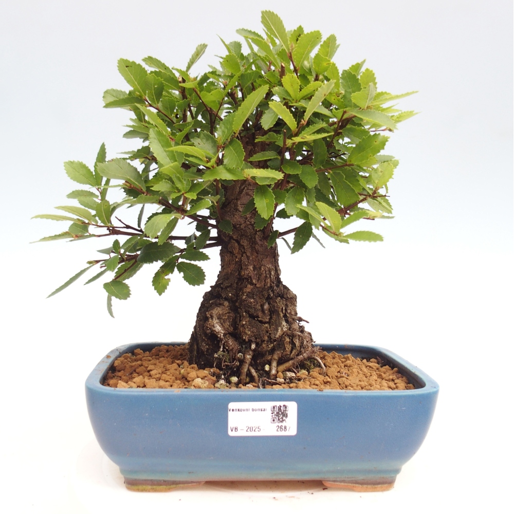 Bonsai für draußen - Zelkova - Zelkova NIRE