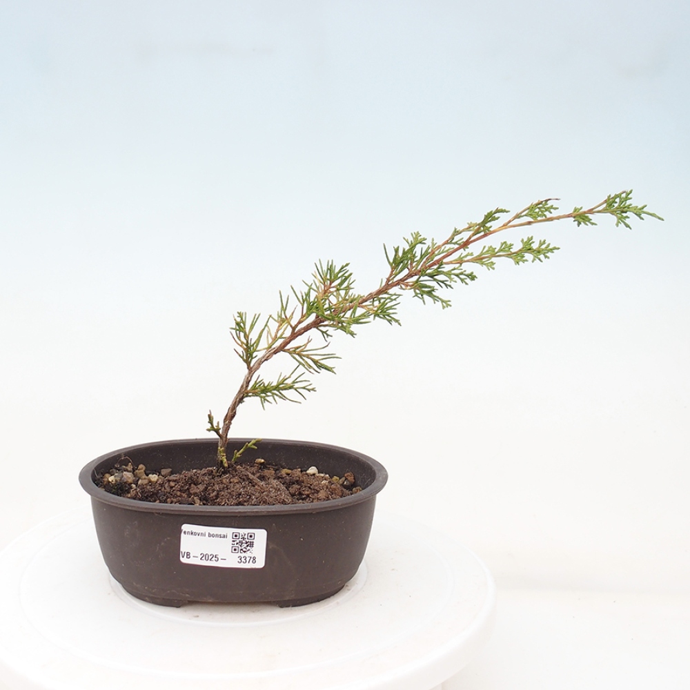 Bonsai für draußen - Juniperus chinensis Itoigawa