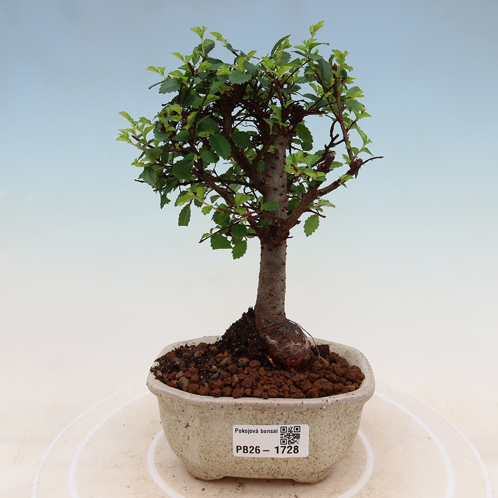 Zimmerbonsai - Ulmus parvifolia - Kleinblättrige Ulme