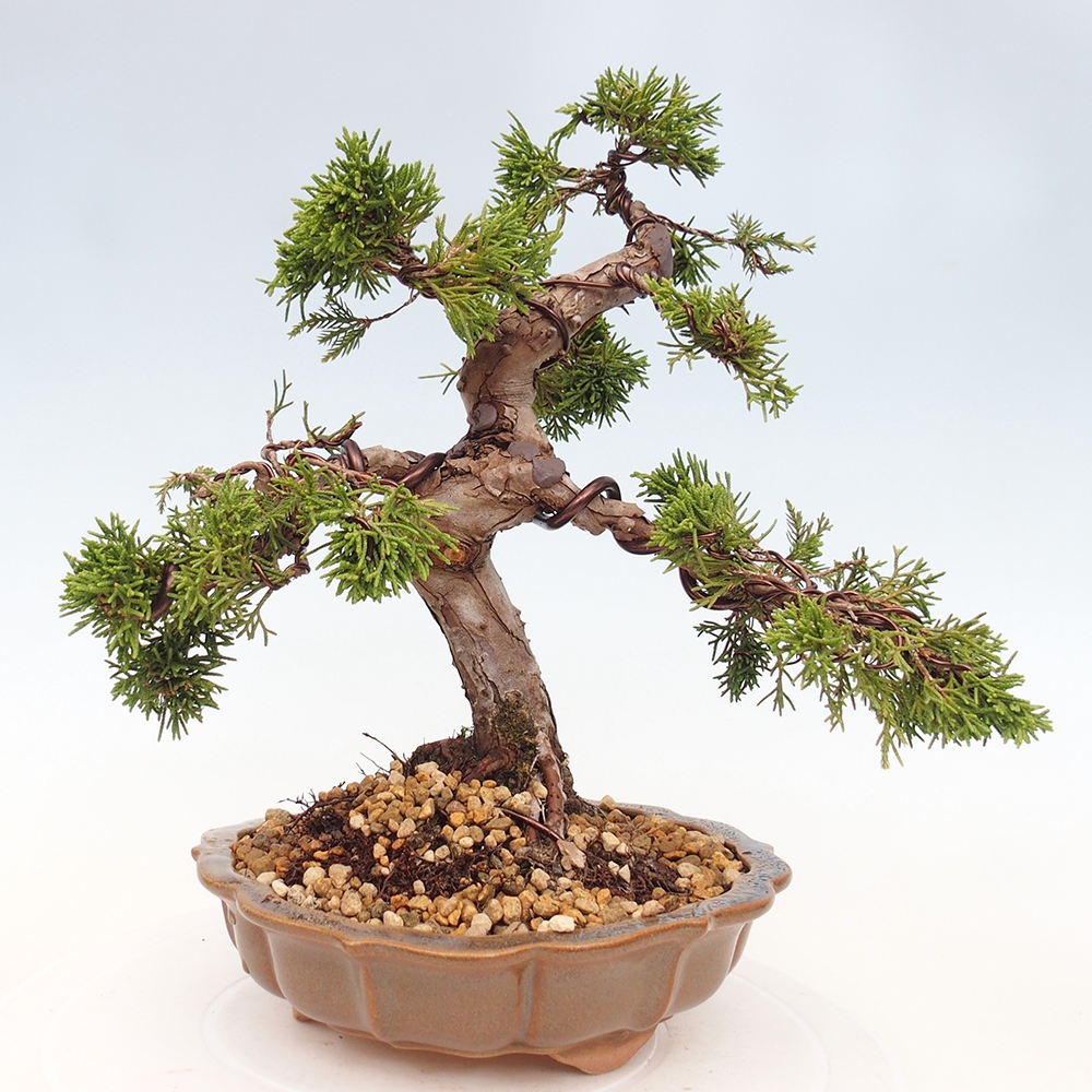 Bonsai für draußen - Juniperus chinensis Itoigawa
