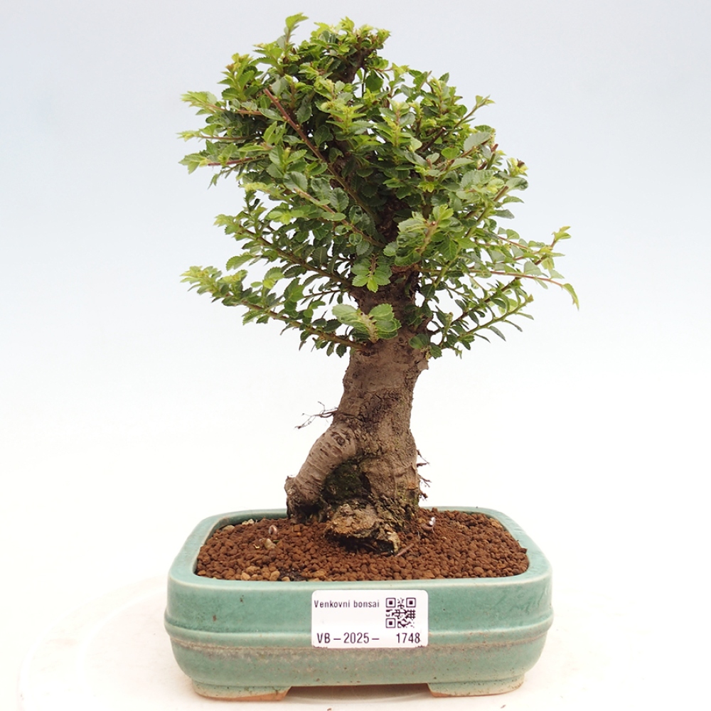 Bonsai für draußen - Ulmus parvifolia Hokkaido - Chinesische Ulme