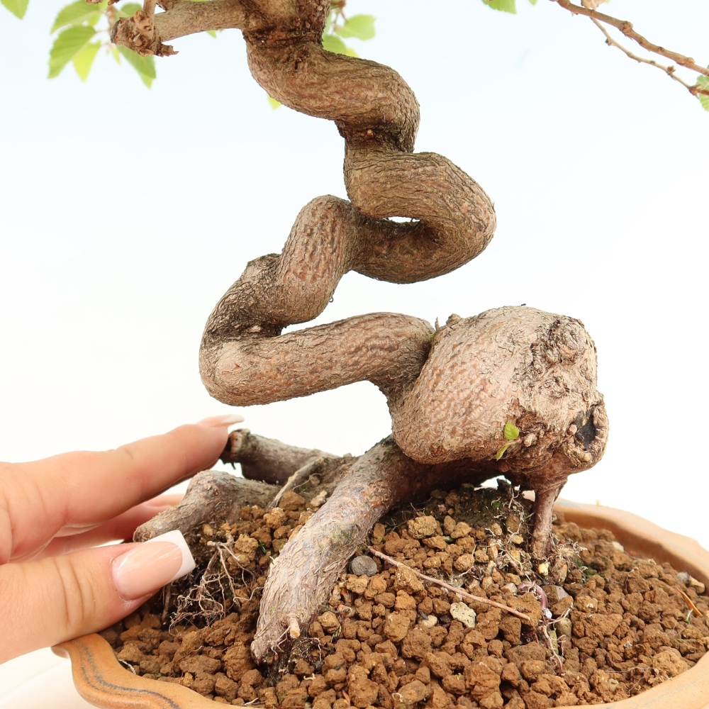 Bonsai für draußen - Karpinus Coreana - Koreanische Hainbuche