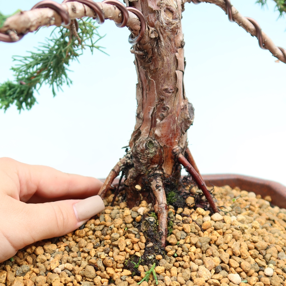 Bonsai für draußen - Juniperus chinensis Kishu