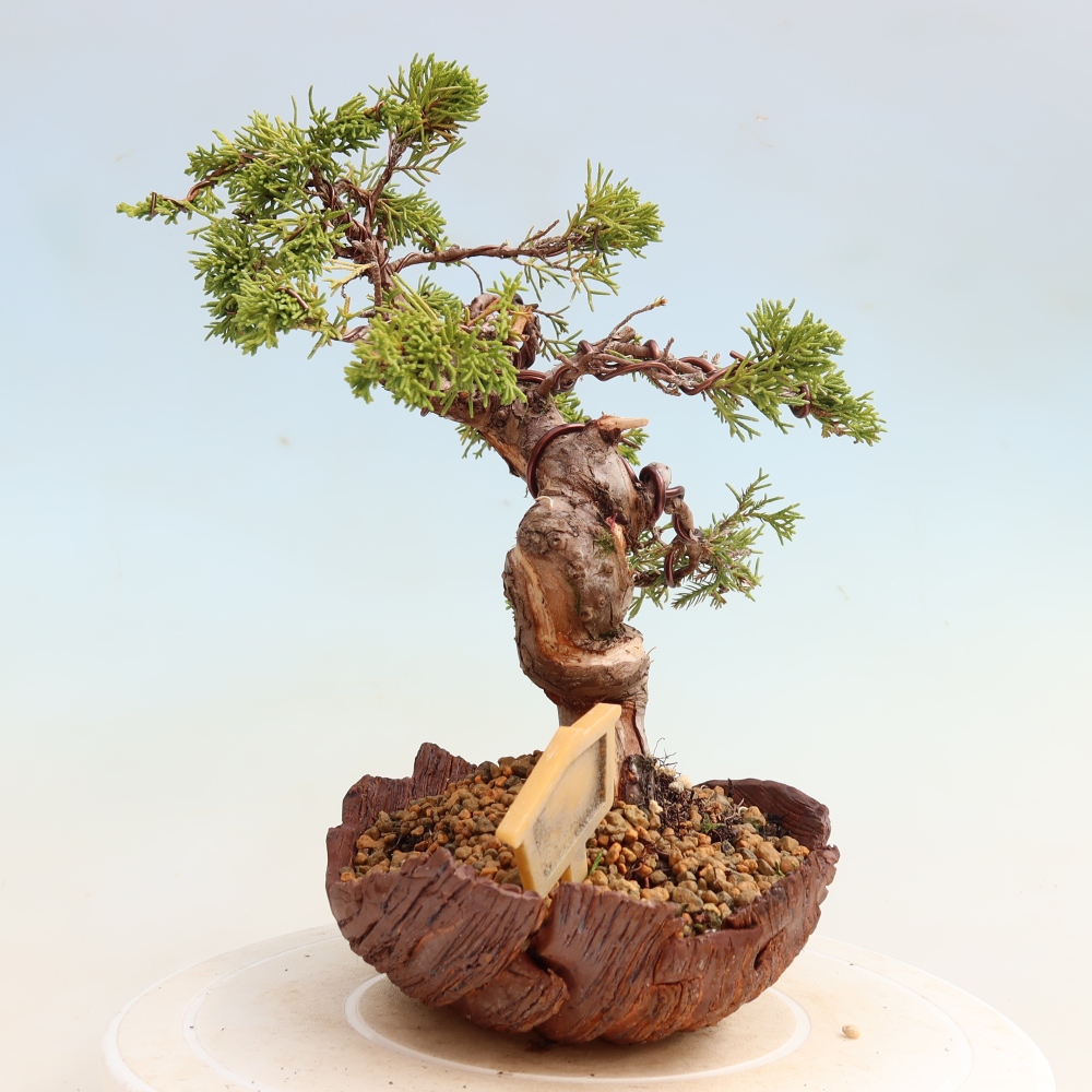 Bonsai für draußen - Juniperus chinensis Itoigawa-Juniperus chinensis