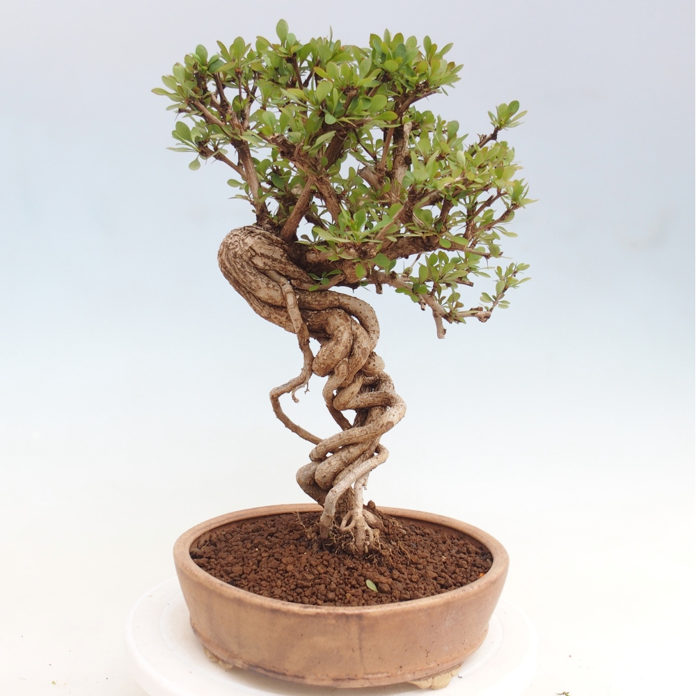 Bonsai für draußen - Berberis coreana