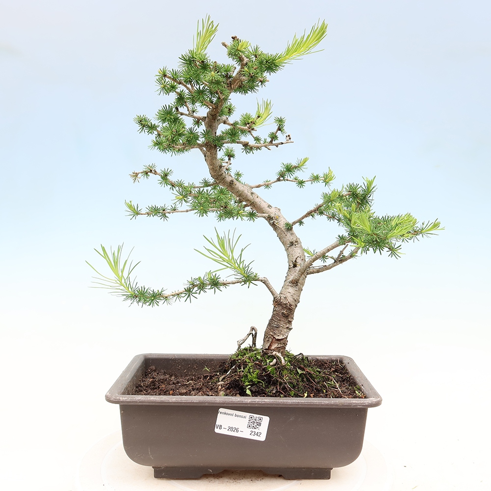 Bonsai für draußen -Larix decidua - Lärche