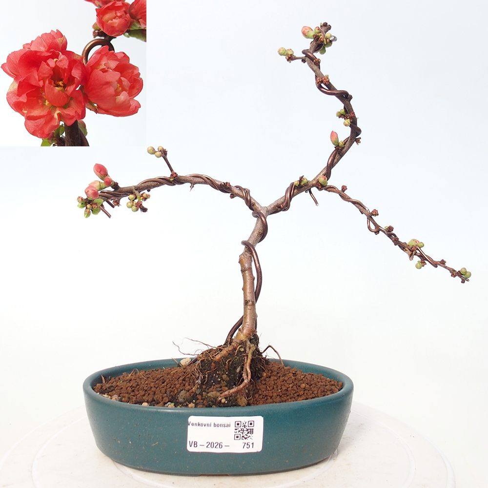 Bonsai für draußen - Chaneomeles s. Red Joy - Quitte
