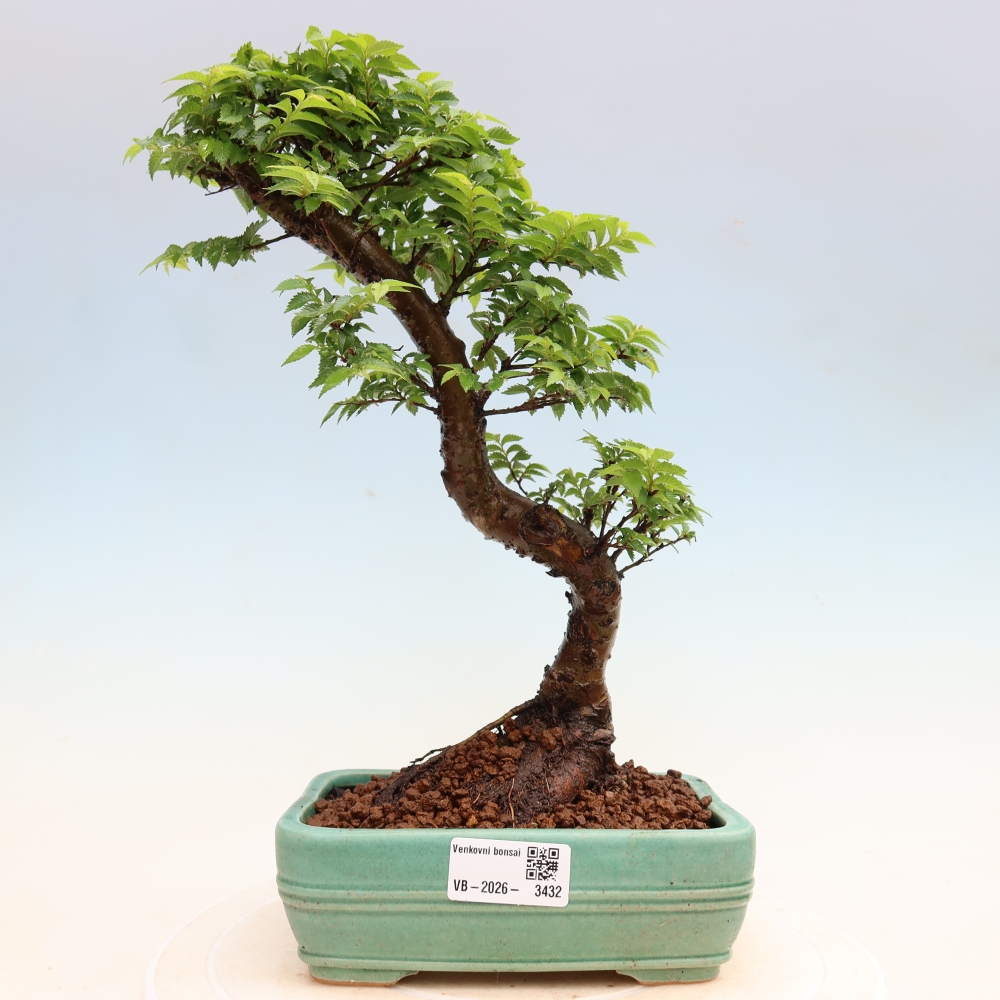 Bonsai für den Außenbereich – Ulmus Jacqueline Hillier – Pappelulme