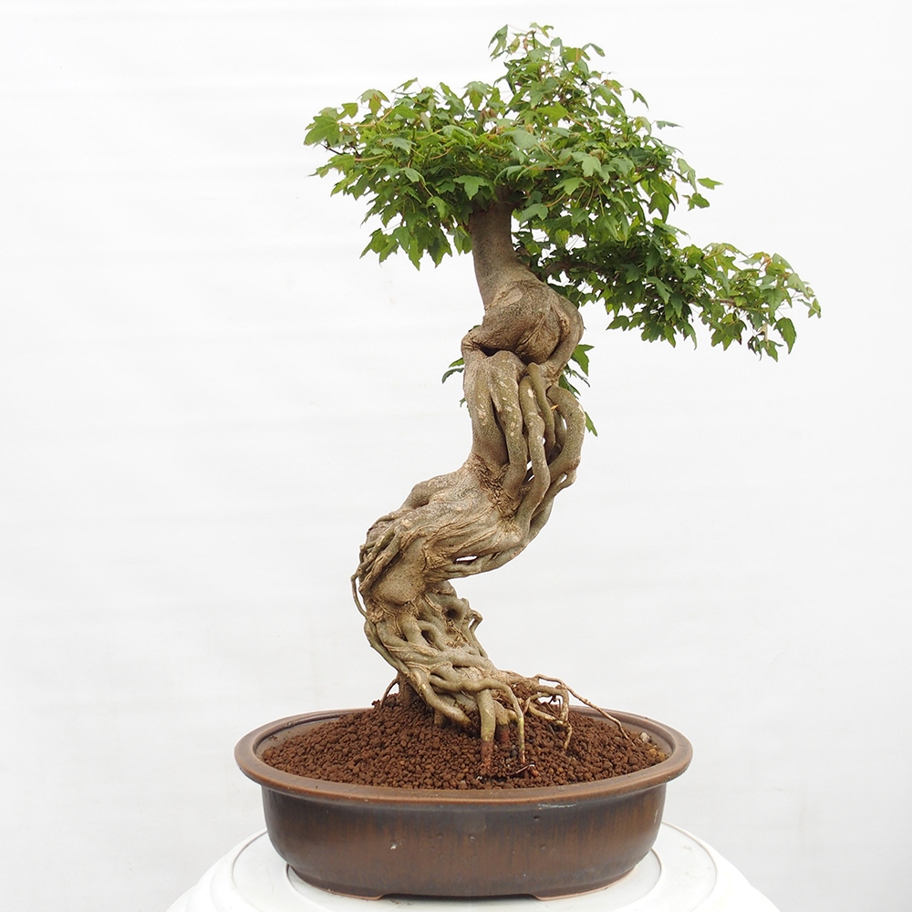 Bonsai für draußen - Acer Buergerianum - Bergahorn