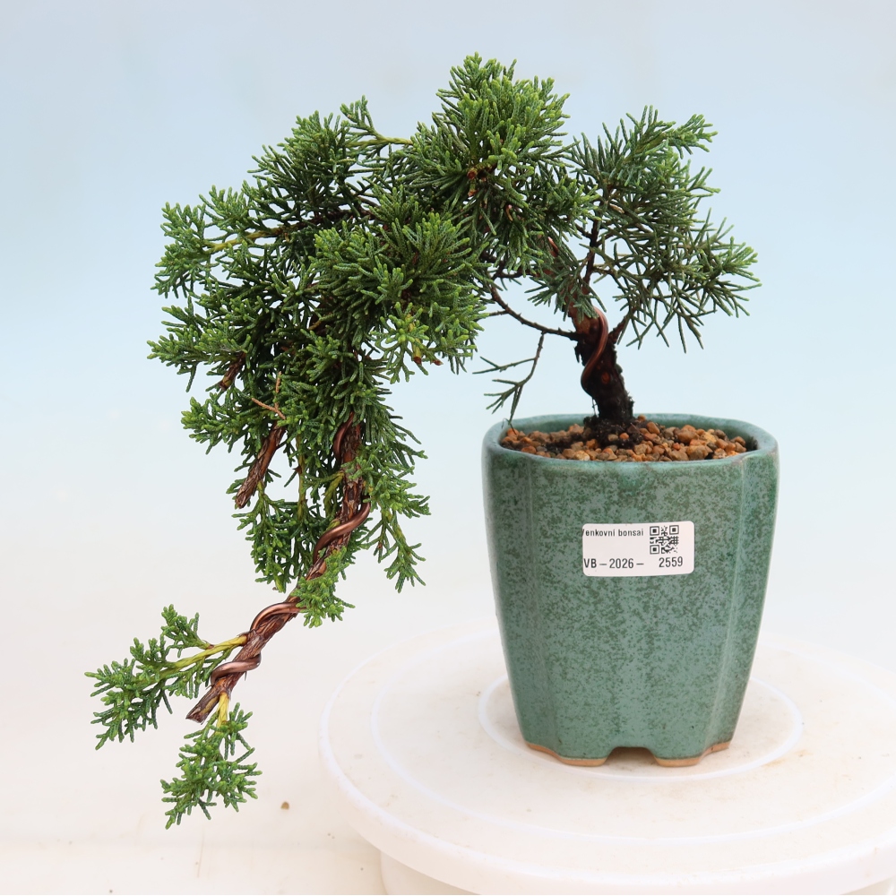 Bonsai für draußen - Juniperus chinensis Kishu