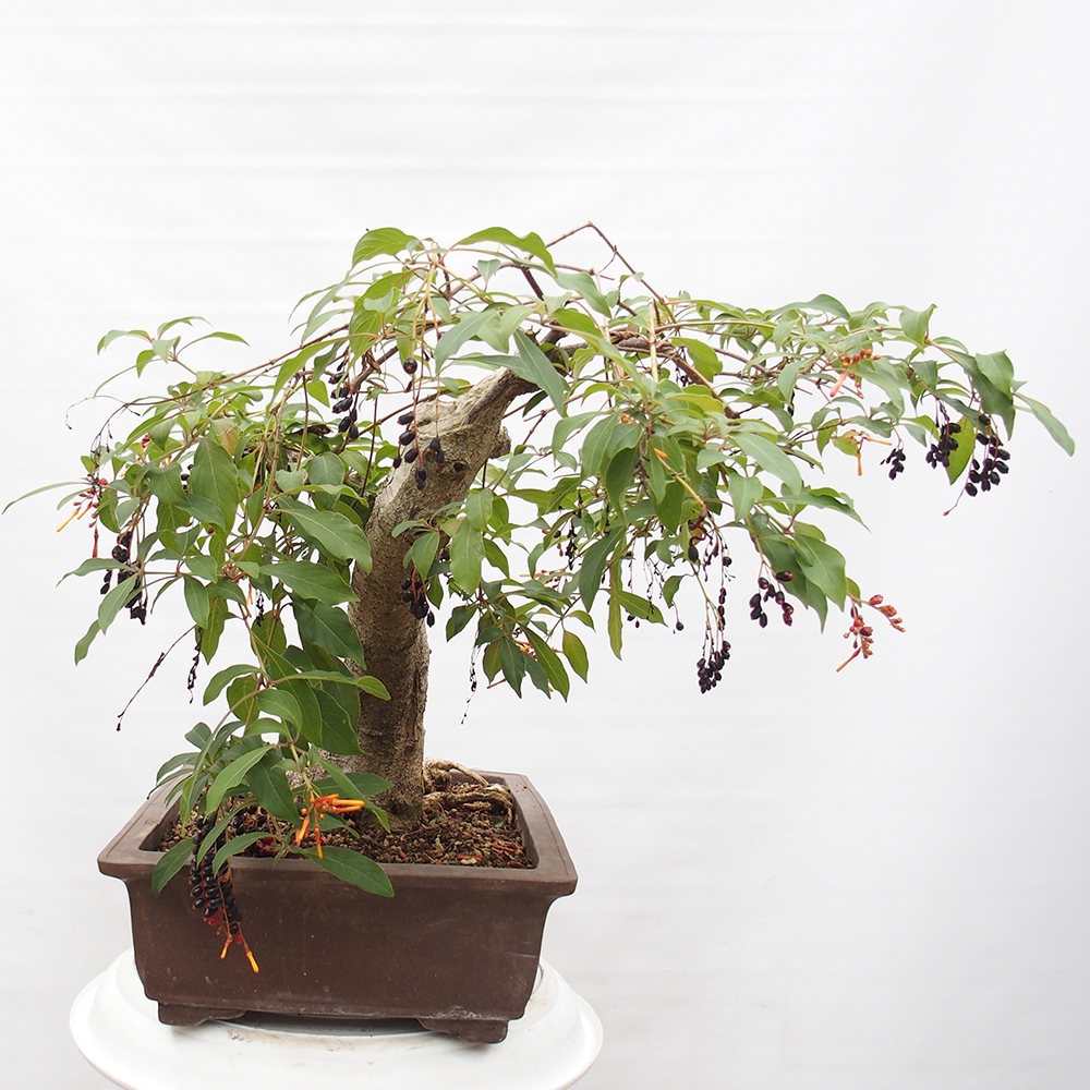 Zimmer Bonsai - Hamelia Patent