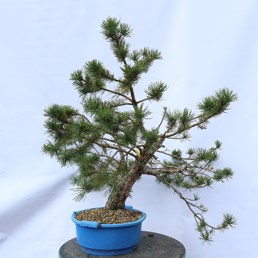 Pinus sylvestris Spanien – Waldkiefer