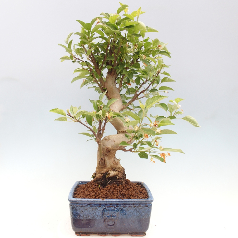 Outdoor-Bonsai -Malus halliana - Kleinfrüchtiger Apfelbaum