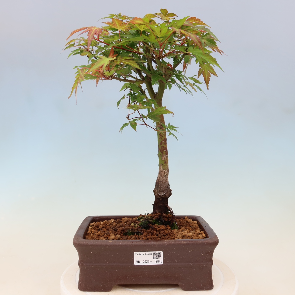 Spitzahorn - Acer palmatum Beni Tsukasa