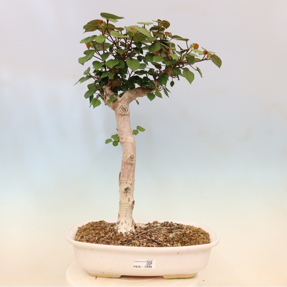 Zimmerbonsai - Hibiscus tiliaceus - Meeres-Hibiskus