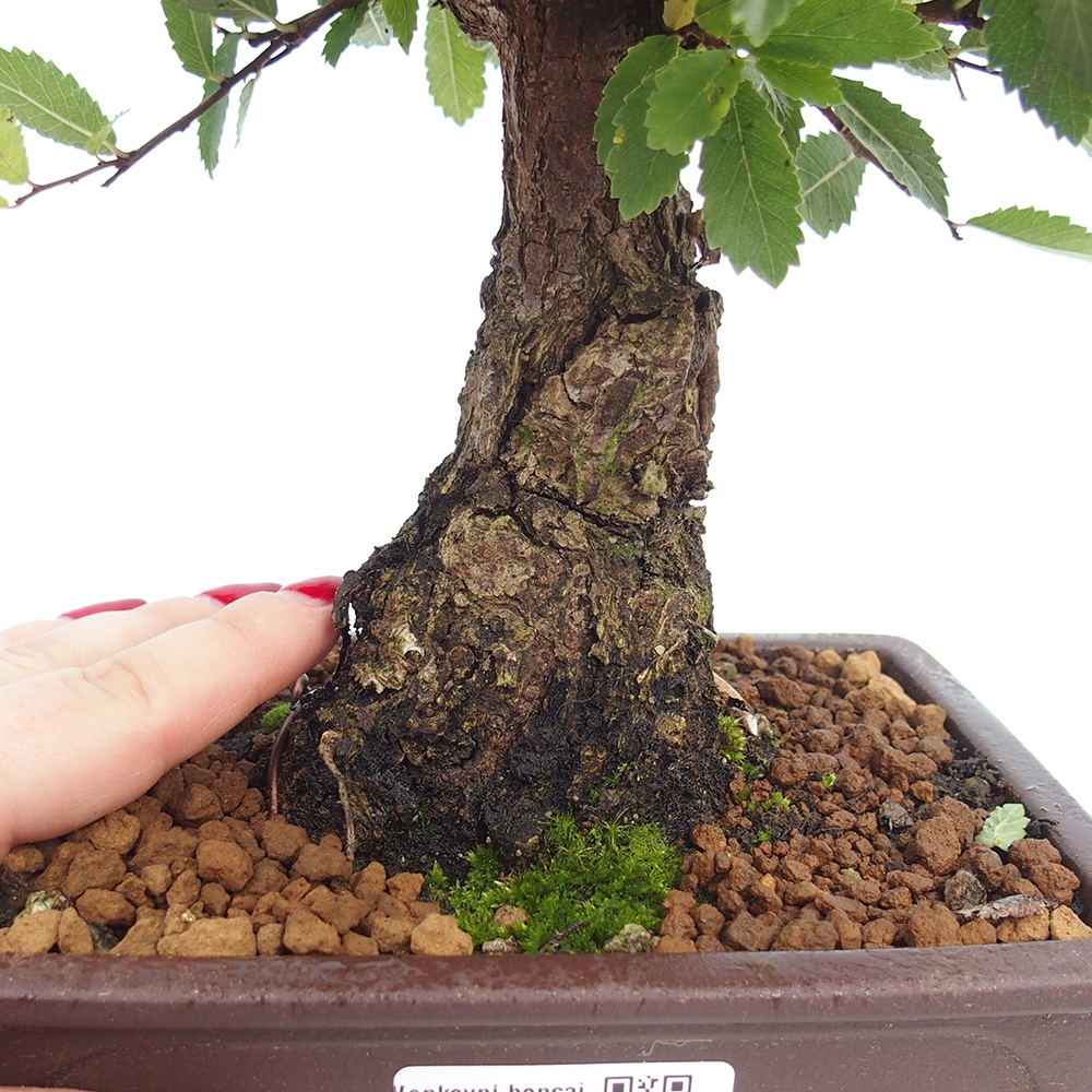 Bonsai für draußen - Zelkova - Zelkova NIRE