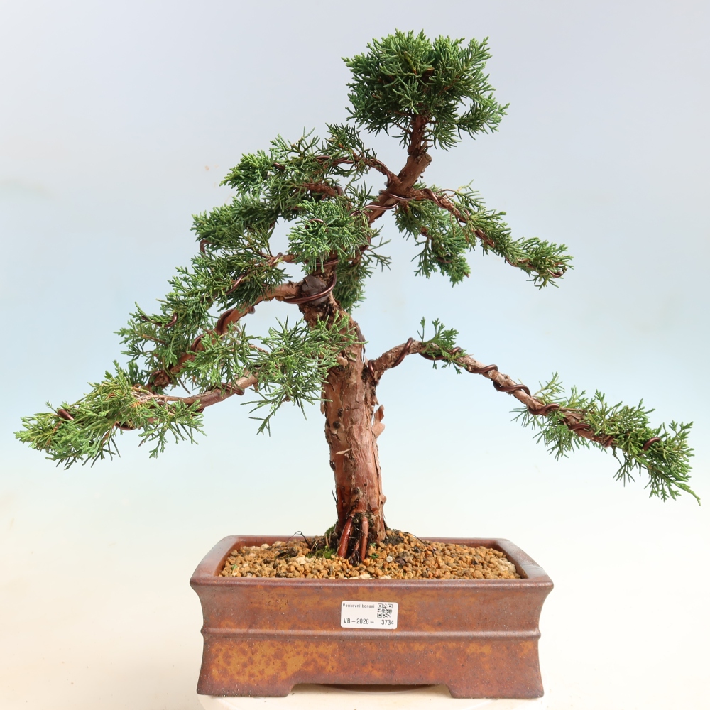 Bonsai für draußen - Juniperus chinensis Kishu