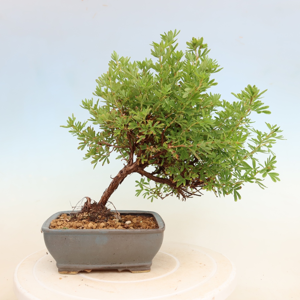 Bonsai für den Außenbereich – Strauch-Fingerkraut – Potentilla fruticosa Bellissima