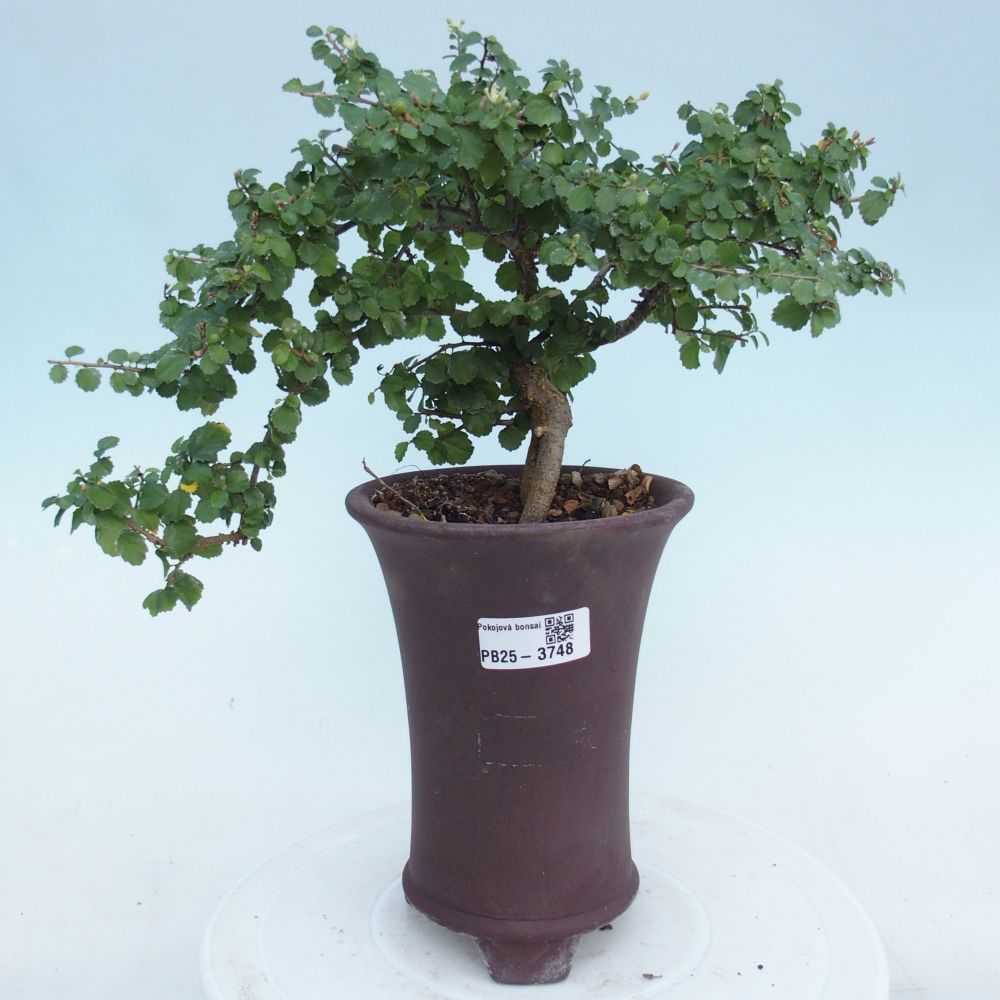 Zimmerbonsai - Grewia sp. - Grewia malafolia