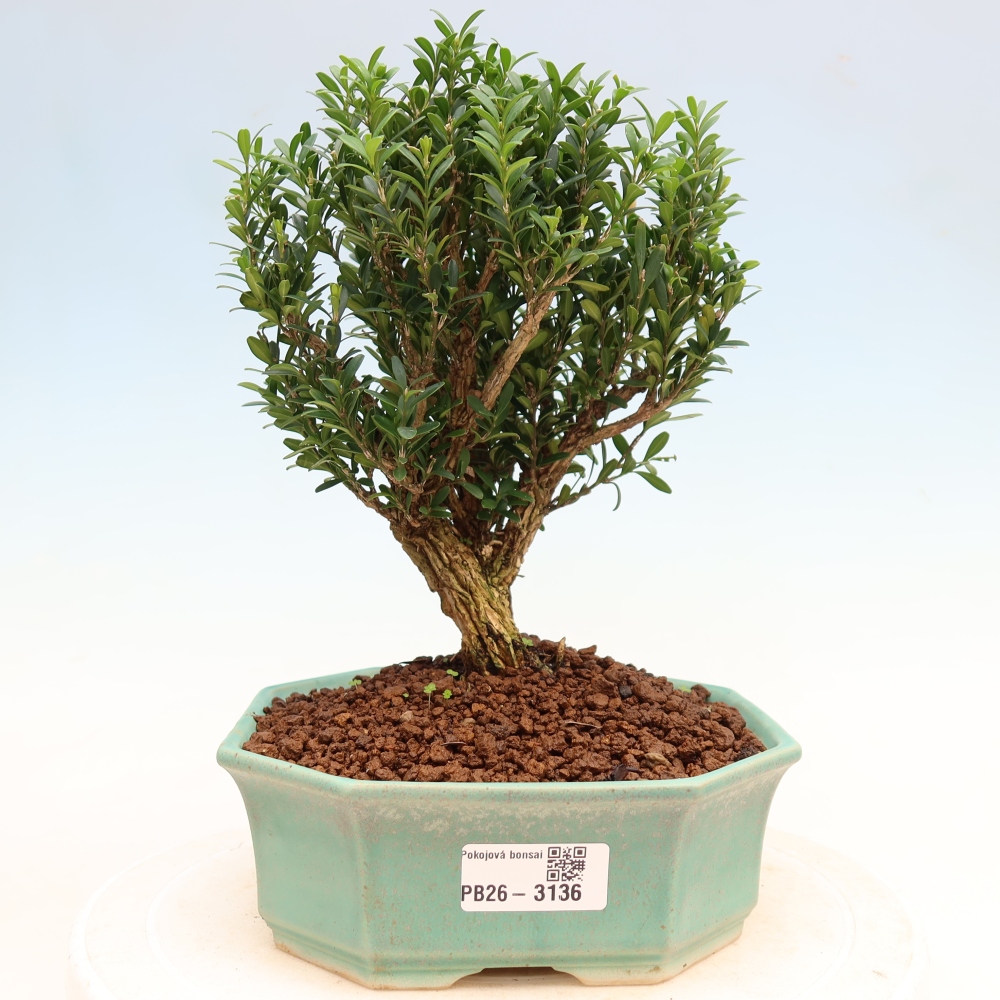 Zimmer Bonsai - Buxus harlandii - Korkbuxus