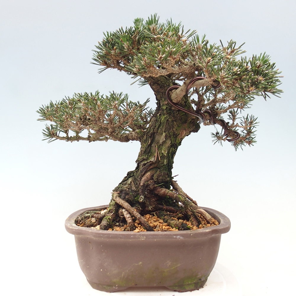 Bonsai für draußen - Pinus thunbergii Kotobuki - Thunberg-Kiefer