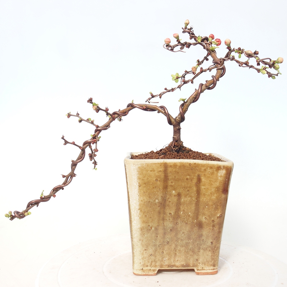 Bonsai für draußen - Chaneomeles s. Red Joy - Quitte