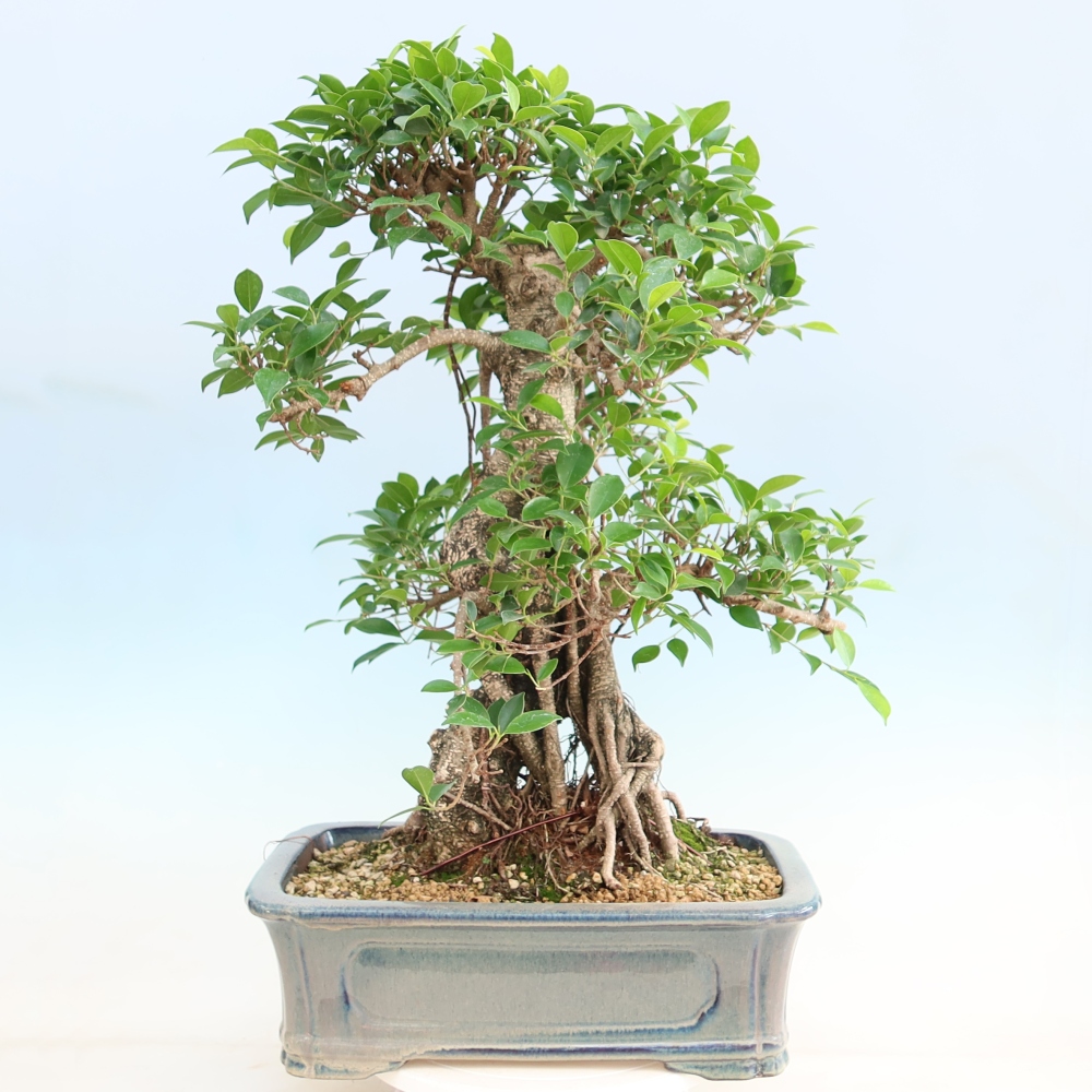 Zimmerbonsai - Ficus kimmen - Kleinblättriger Ficus