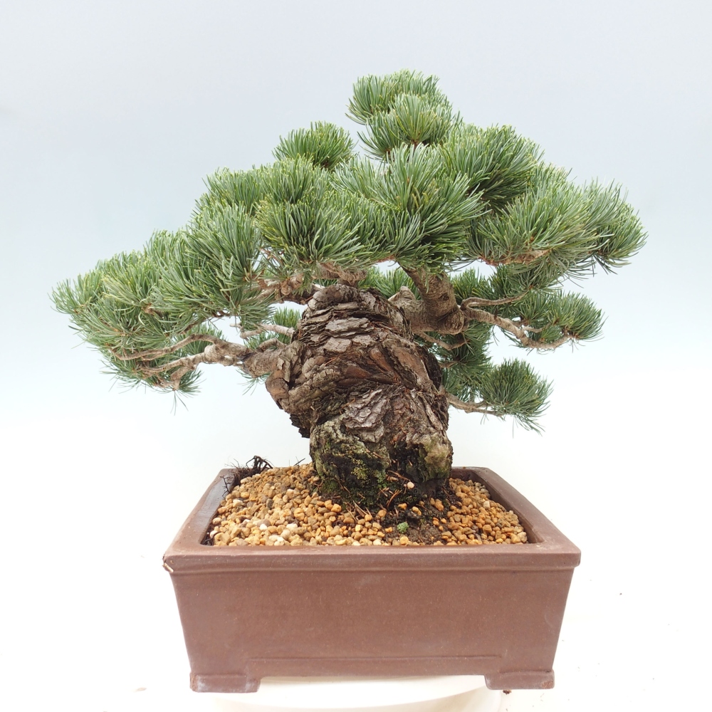 Bonsai für draußen - Pinus parviflora - Pinus parviflora