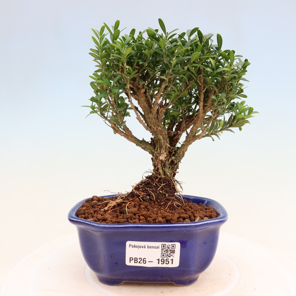 Zimmer Bonsai - Buxus harlandii - Korkbuxus