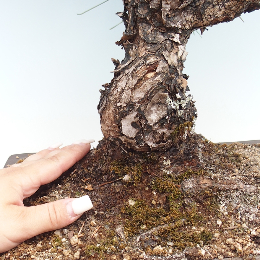 Bonsai für draußen - Pinus thunbergii - Thunberg-Kiefer
