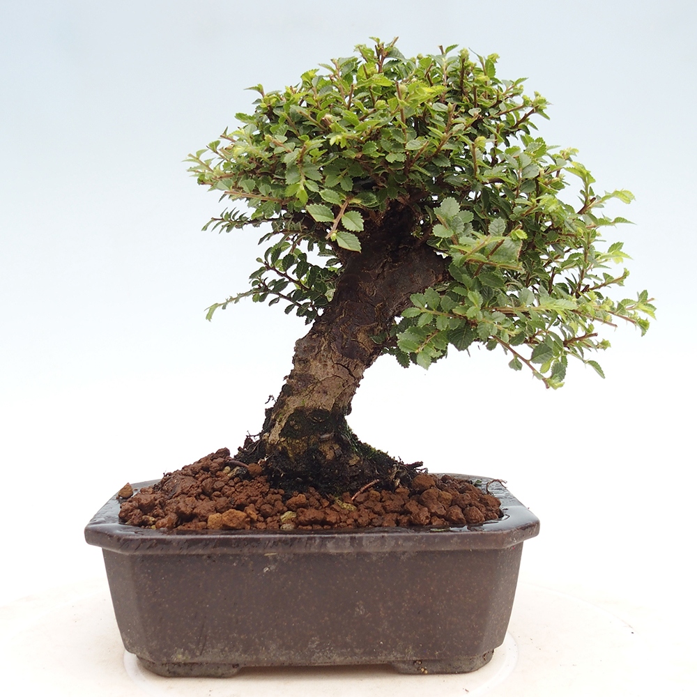 Bonsai für draußen - Ulmus parvifolia Hokkaido - Chinesische Ulme