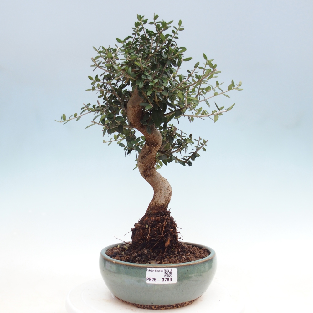 Zimmerbonsai - Olea europaea sylvestris