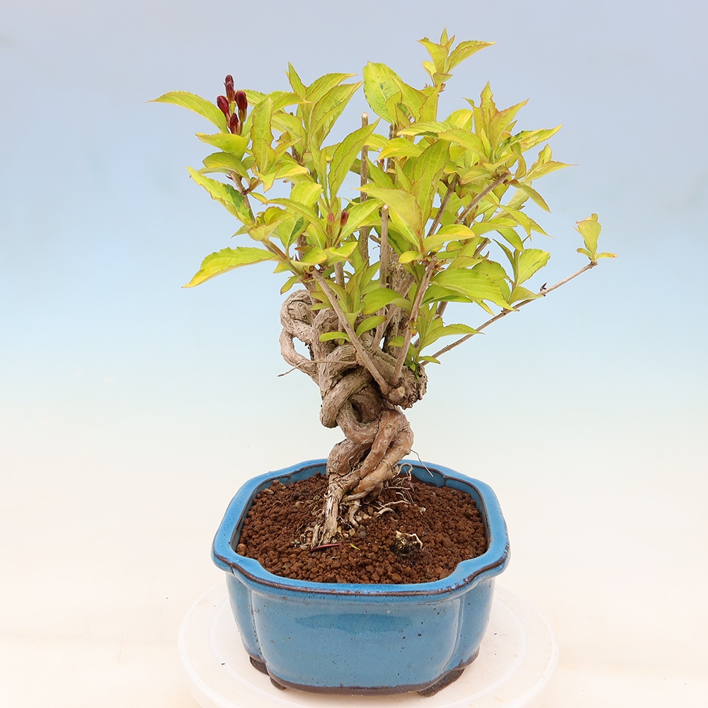 Freiland-Bonsai – Weigela subsessilis – Koreanische Weigela