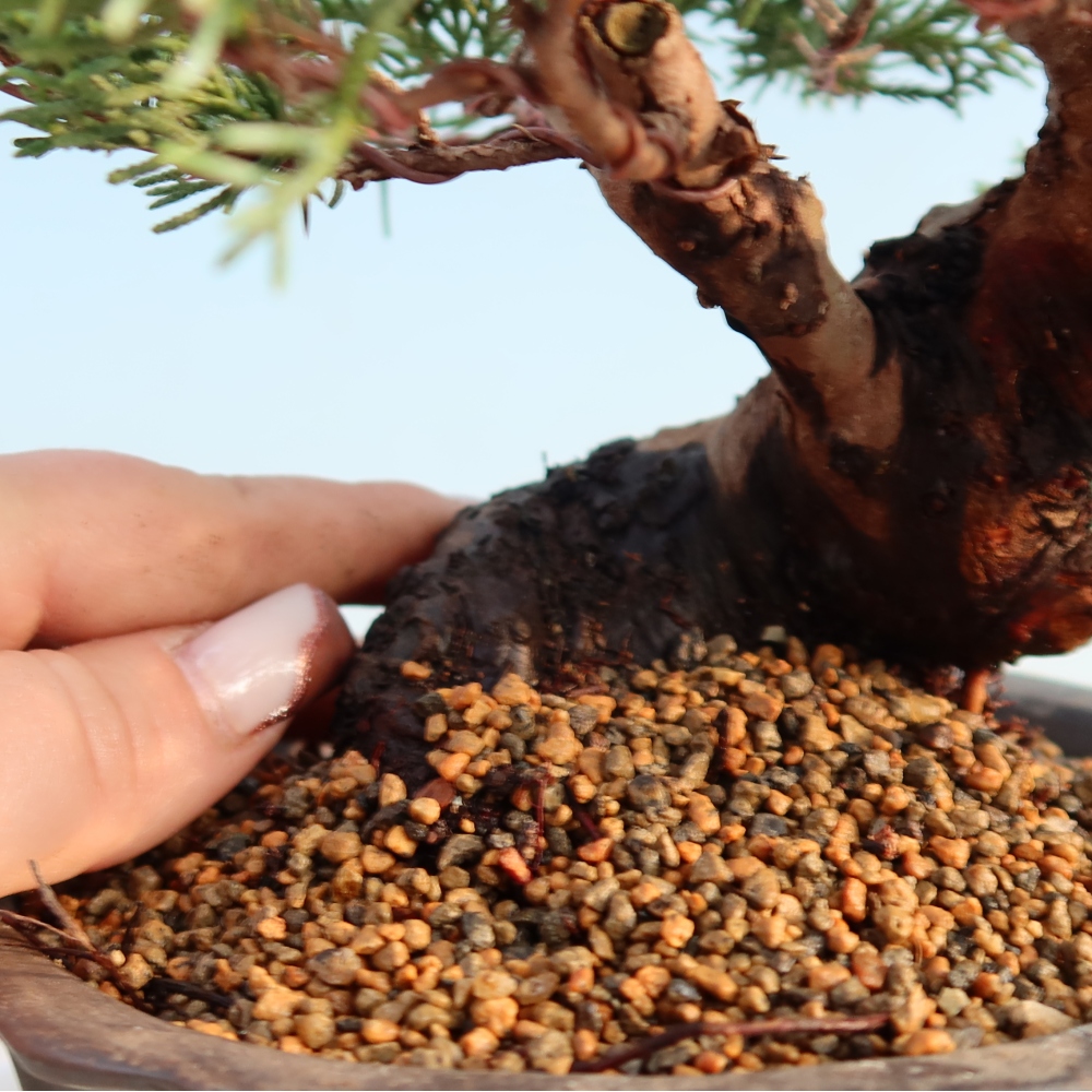 Bonsai für draußen - Juniperus chinensis Itoigawa