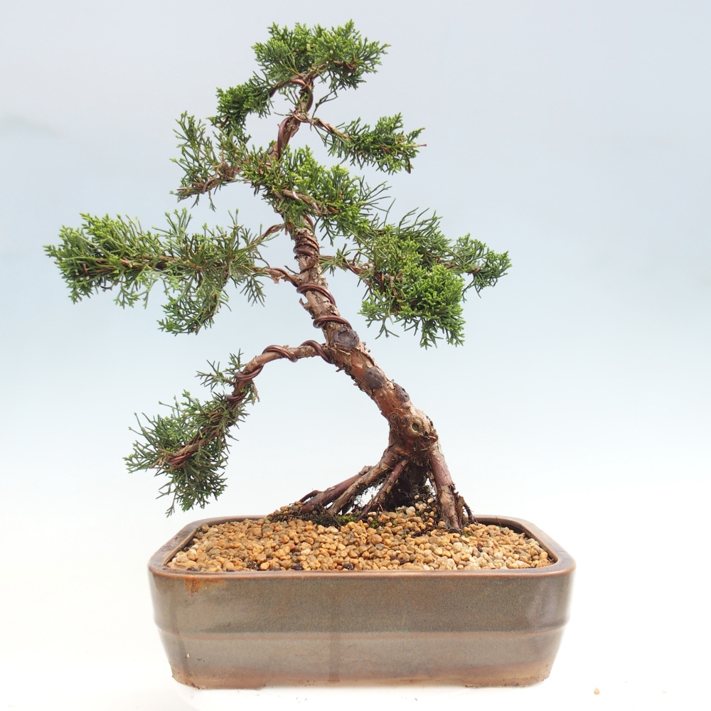 Bonsai für draußen - Juniperus chinensis Kishu