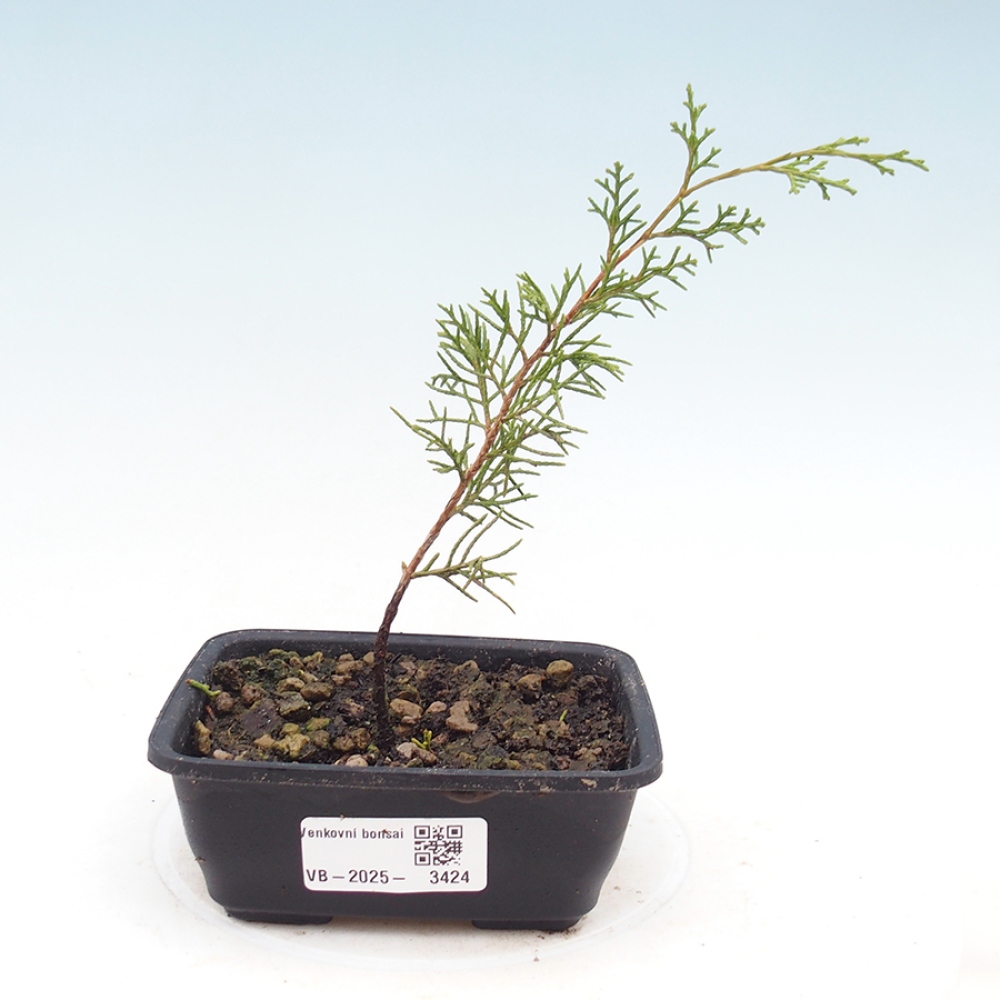 Bonsai für draußen - Juniperus chinensis Itoigawa