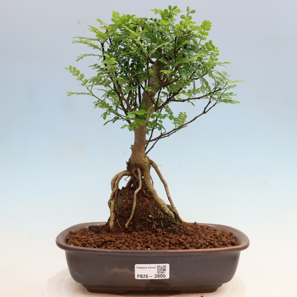 Zimmer Bonsai - Zantoxylum piperitum - Pfefferbaum