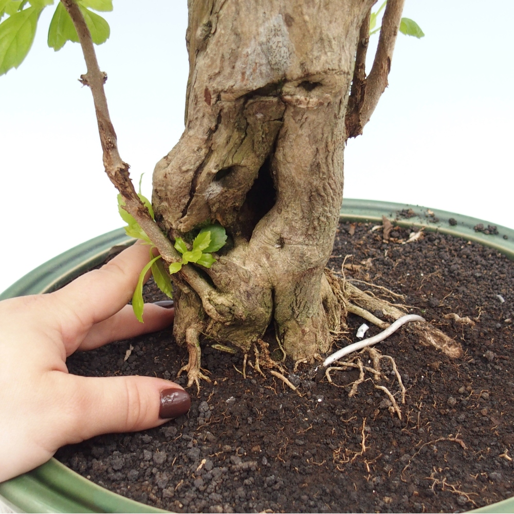 Zimmerbonsai - Duranta erecta Aurea - NUR PERSÖNLICHE ABHOLUNG oder Palettentransport